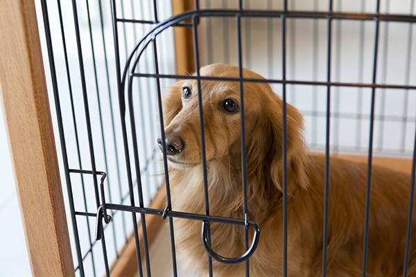 ペット同伴について ペット同伴について