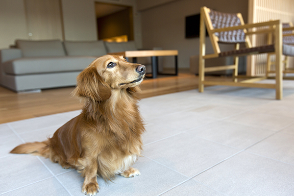 ペット同伴について ペット同伴について