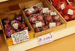 手書きの説明書きを読むのもたのしいですね