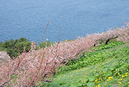 地元の方は、晴れた日にお弁当を持っておでかけされる方も