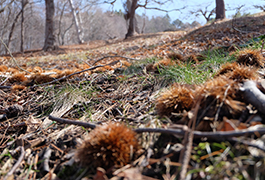 秋は栗が沢山落ちています