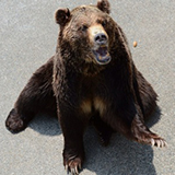 昭和新山　熊牧場